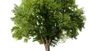 Trees Planted at Patrick Henry Help Cool Parking Lot and Combat Heat Islands