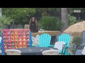 Bear, 2 cubs break into Granite Bay backyard