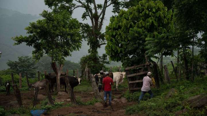 Texas Pide Abrir “lo Antes Posible” la Frontera de Estados Unidos al Ganado de México