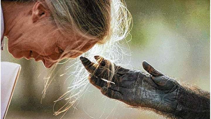Jane Goodall: el mundo despide a la mujer que borró la frontera entre humanos y chimpancés