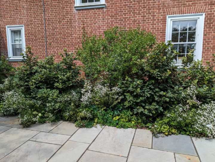 Garden Q&A: How can I support the local ecosystem?