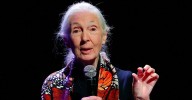 Animal Welfare Activist Jane Goodall Dead at 91