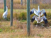 Nearby presence of Avian Flu prompts safety action by Calgary Zoo