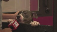 30 dogs need to be rescued in Fulton County tonight before they get euthanized