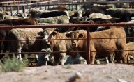 Ganaderos de EU se oponen al plan de Trump para importar más carne argentina
