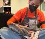 Mujer ayuda a animales rescatados con reiki