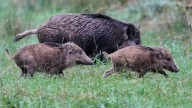Eat wild boar: Kerala minister sparks row with advice to tackle crop damage