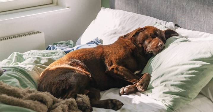 Animal expert settles debate on whether you should let dogs sleep in your bed