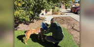 CSPD K9 Roam discharged from vet hospital on Saturday after stabbing