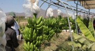Banano orgánico vs. Fusarium: ¿cómo se prepara Perú para ingresar a Argentina?
