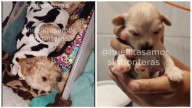 Adoptan a Cereza y a su cachorro Cerecito, perros sobrevivientes de la explosión de pipa de gas en Puente de La Concordia
