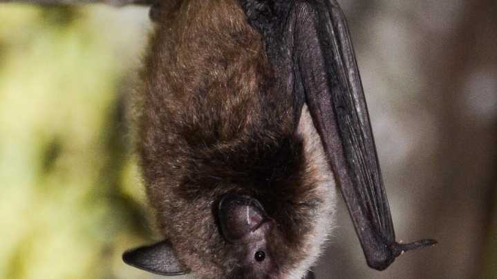 Dakota Gardener: Creatures of the night