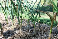 Columbus Day means it’s time to plant garlic: George’s Plant Pick of the Week