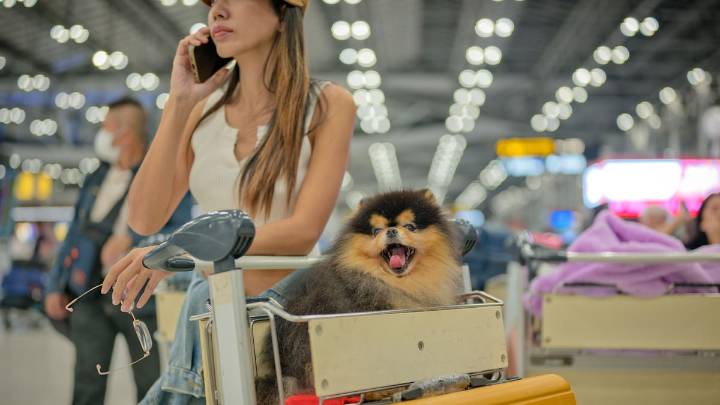 Perder a un perro en un vuelo es lo mismo que perder una maleta: la Justicia Europea sentencia que las indemnizaciones tienen que ser las mismas