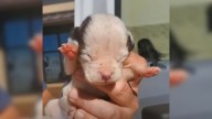 Georgia Shelter Races Against Time To Save Newborn Puppy Rejected By Mother