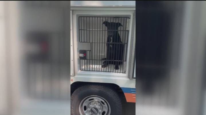 Fulton County Police to play greater role in animal attack investigations after woman mauled to death by dogs