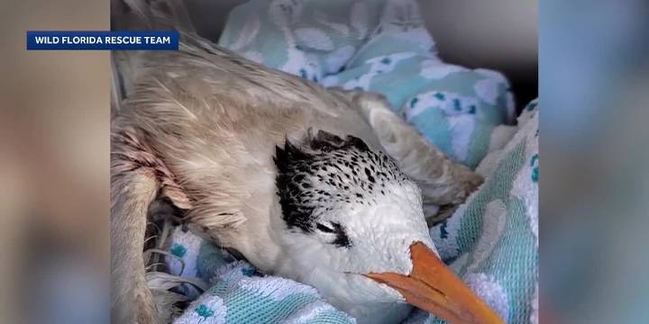 GRAPHIC: Nearly 50 birds crushed to death by truck driver, wildlife officials say