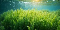 El pigmento secreto que protege a las algas del exceso de sol intriga a los científicos