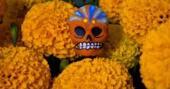 Día de Muertos: Puebla producirá 16 mil toneladas de cempasúchil en 2025, esperan derrama económica de 40 millones