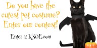 Here’s how to participate in KNOE’s Halloween pet photo contest!