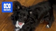 Bunbury man Stanley J Clemons sentenced for shooting neighbour's dog