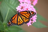 Attract monarch butterflies by following these easy steps