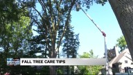 Weather It Matters: A fall tree care checklist from the experts