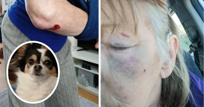 Disabled gran and support dog left 'terrorised' after XL bully