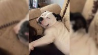 Illinois Shelter Dog Got One Day Of Freedom And She Knew Exactly What To Do