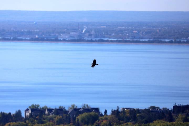 Photos: Flight sights at Hawk Ridge in Duluth