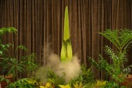 Thieves steal most foul-smelling plant in the world which could bloom at any time