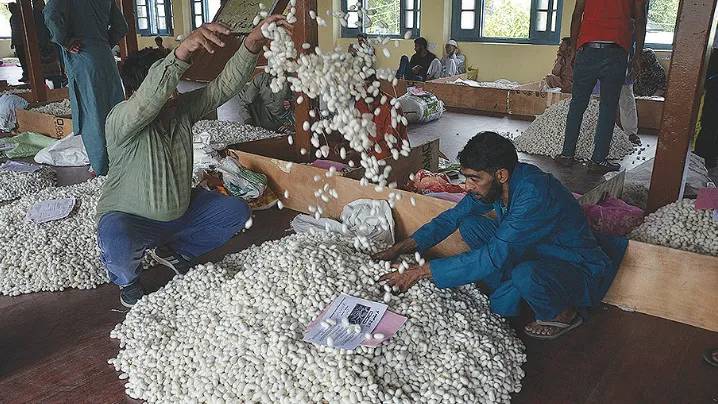 Group of silkworm rearers to visit Himachal under inter
