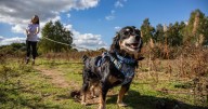 Stray dog saved from death now pet detective sniffing out lost animals