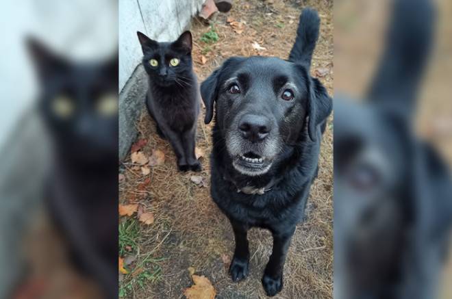 Alertan por rituales con animales en Edoméx y CDMX: piden vigilar a perros y gatos negros