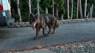 Washington Dog’s Look Sparks An Internet-Wide Debate Over His True Breed