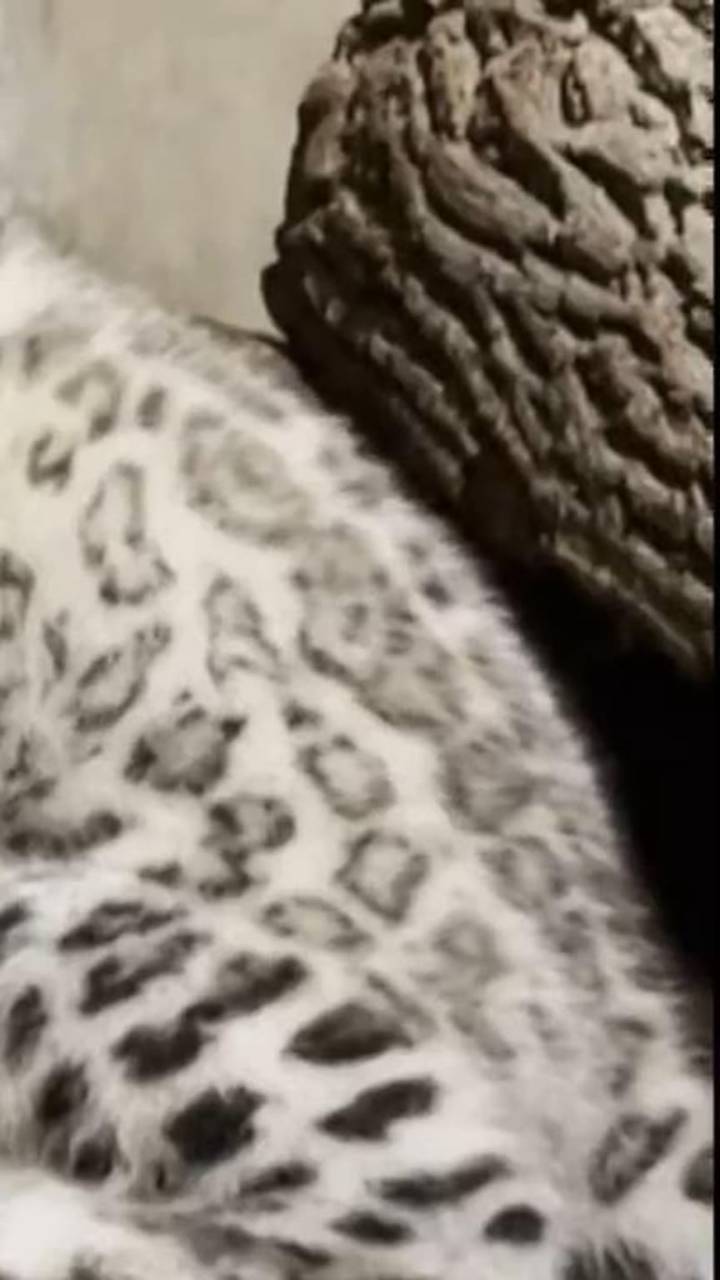 Snow leopard cub gets to grips with a pumpkin at Michigan zoo