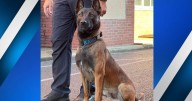 K9 Karo in Paducah to get protective vest
