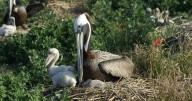 Brown Pelicans return to Crab Bank for first time in years