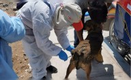 Casos de rabia en Perú no son atendidos con urgencia: mordeduras de animales se incrementa en Arequipa y la Amazonía
