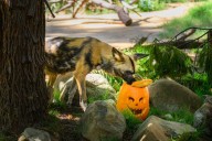 Boo at the LA Zoo is coming back, a daytime event held for 15 years
