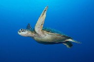 Philippines Shipwreck Victim Clung to Sea Turtle, Initially Thought to Be an 'Oil Drum,' for Two Days Before Rescue