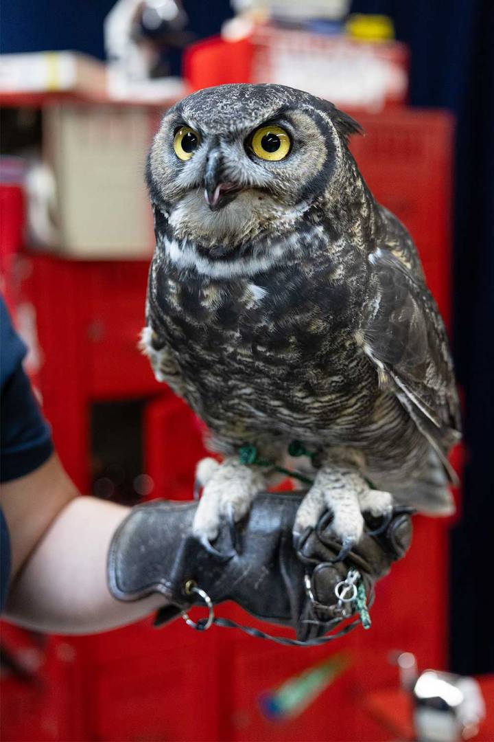 Best Animal-focused nonprofit