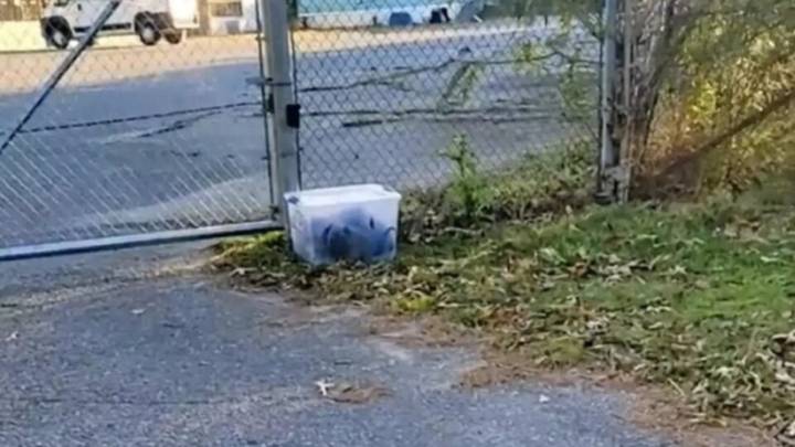 Woman In Alabama Discovers Sealed Container On A Lawn, And What’s Inside Is Heartbreaking