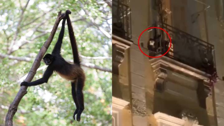 VIDEO: Captan a mono araña balanceándose en balcones del Zócalo de Puebla