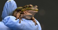 Scientists are modifying wildlife DNA. Should these species be released into nature?