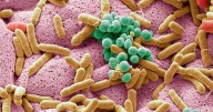 El microbioma intestinal de un joven del México precolombino desvela cambios evolutivos