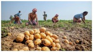 Odisha Government Plans To Cultivate Potatoes On More Than 50,000 Acres Of Land