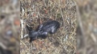 California Woman Was Stunned To Discover A Tiny Dark Figure In The Grass Waiting To Be Seen