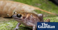 Different croaks: new frog and gecko species discovered on remote island in Australia’s north