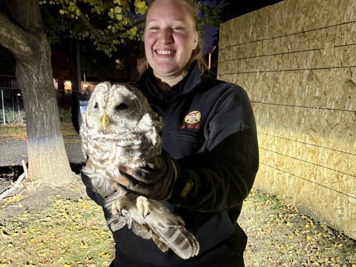 Ottawa firefighters rescue owl stuck in grill of truck